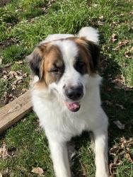 Lost Male Dog last seen Brown Road in Applegate near the river, Applegate, OR 97530