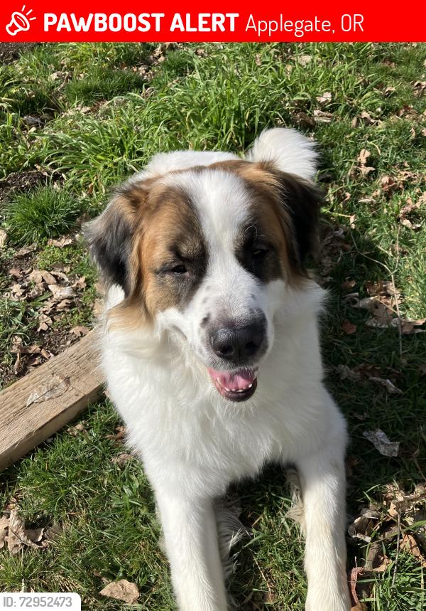 Lost Male Dog last seen Brown Road in Applegate near the river, Applegate, OR 97530