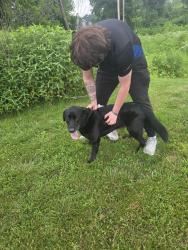 Reunited Male Dog last seen Shakleford and New Halls Ferry, Florissant, MO 63034