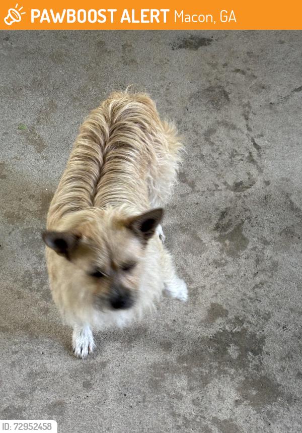 Found/Stray Female Dog last seen Robinhood Road, Shea Drive, Rocky Creek, Macon, GA 31206