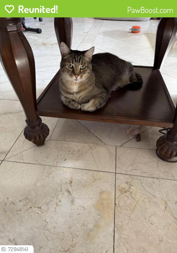 Reunited Male Cat last seen Fairbury St and Pecos Ridge Pkwy, Henderson, NV 89052