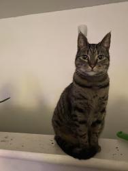 Reunited Female Cat last seen Scruggs St, Gastonia, NC 28052