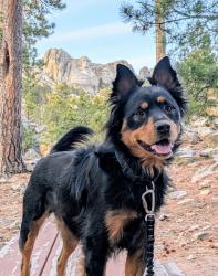 Reunited Male Dog last seen Norman Rd, Black Hawk, SD 57718