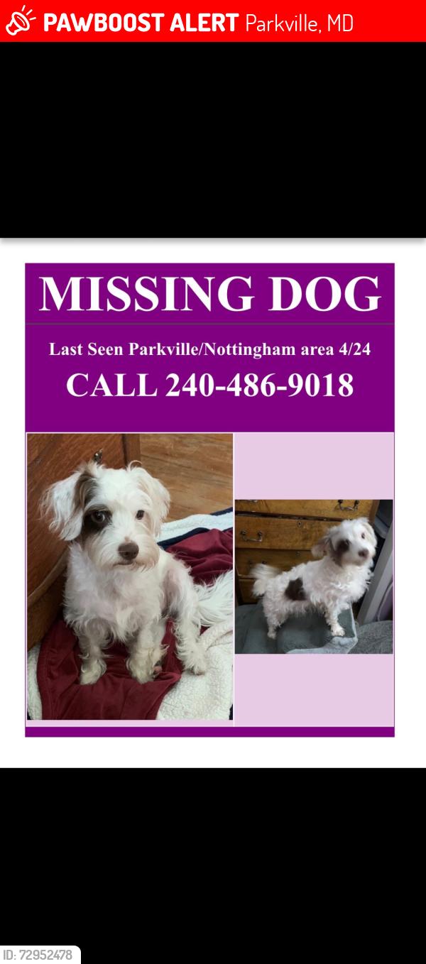 Lost Female Dog last seen Wendover rd parkville, Parkville, MD 21234
