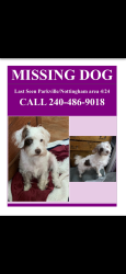 Lost Female Dog last seen Wendover rd parkville, Parkville, MD 21234