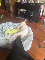 Reunited Female Dog last seen West end Marta station, Atlanta, GA 30310