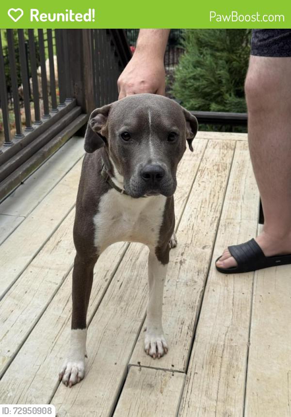 Reunited Male Dog last seen Old Concord Rd/Atlanta Rd Marietta GA, Marietta, GA 30060