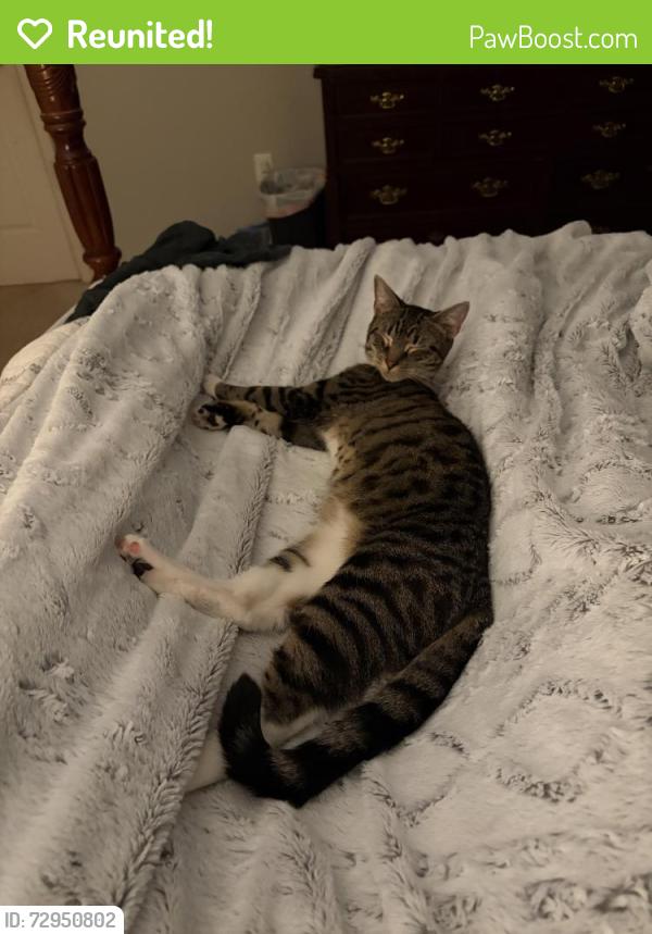 Reunited Female Cat last seen Near Nassau Dr, Lawrence Township, NJ 08648
