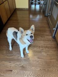 Found/Stray Male Dog last seen Duluth HWY & Newpoint PKWY, Lawrenceville, GA 30043