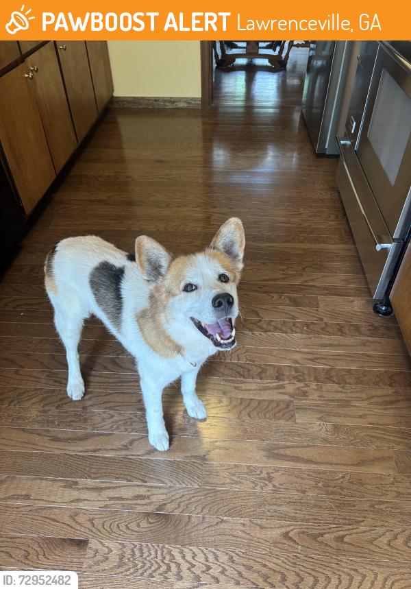 Found/Stray Male Dog last seen Duluth HWY & Newpoint PKWY, Lawrenceville, GA 30043