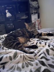 Lost Female Cat last seen At the Trails at Leon Creek apmts, San Antonio, TX 78250