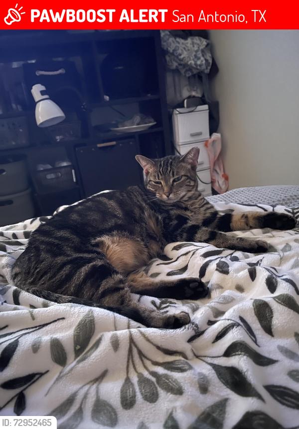 Lost Female Cat last seen At the Trails at Leon Creek apmts, San Antonio, TX 78250
