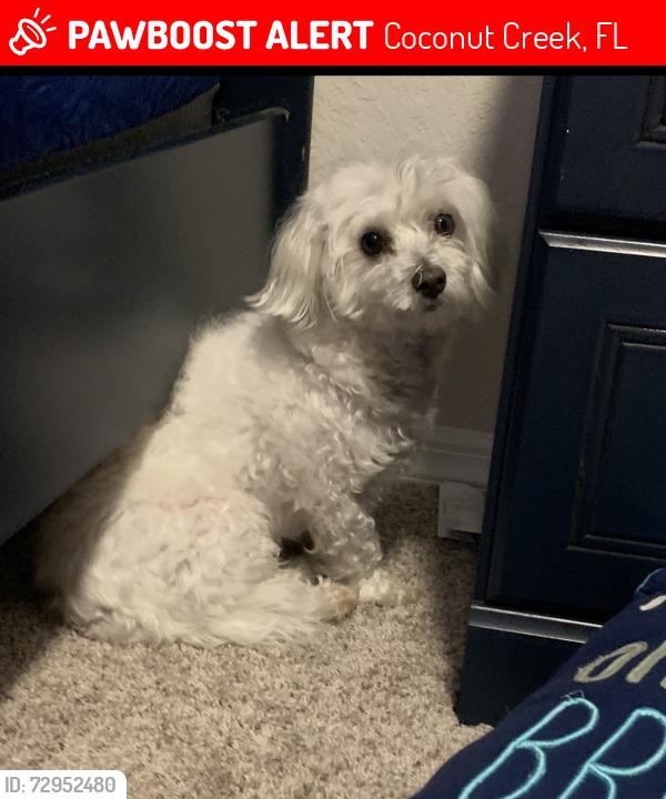 Lost Male Dog last seen Winston Park area, Coconut Creek, Coconut Creek, FL 33073