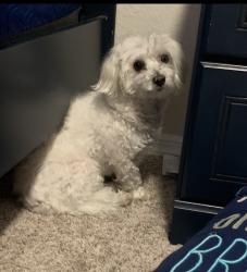 Lost Male Dog last seen Winston Park area, Coconut Creek, Coconut Creek, FL 33073