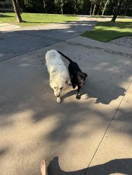 Found/Stray Unknown Dog last seen Clear water Rd. , Fayetteville, AR 72704