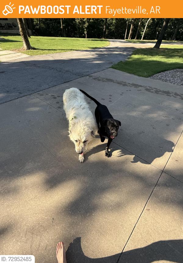 Found/Stray Unknown Dog last seen Clear water Rd. , Fayetteville, AR 72704