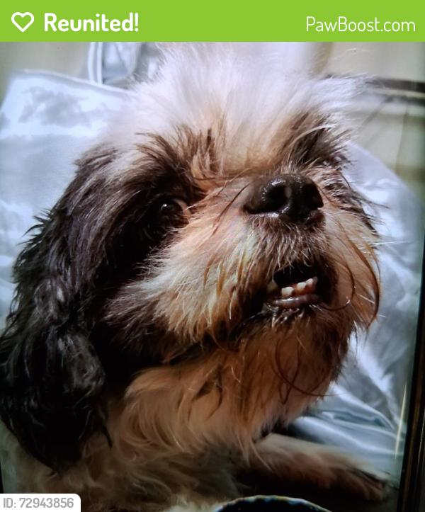 Reunited Male Dog last seen Riverside Cemetary. At the end of Hartranft Ave in Norristown, Norristown, PA 19401