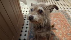 Reunited Male Dog last seen Found on Mark Trail, Candler-McAfee, GA 30032