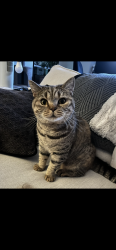 Reunited Female Cat last seen Harrow Road, Westcotes, England 