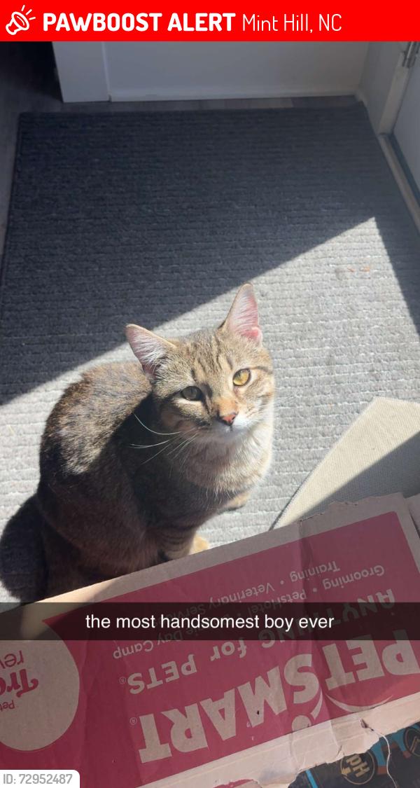 Lost Male Cat last seen Near and 51, Mint Hill, NC 28227