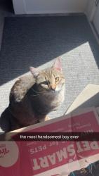 Lost Male Cat last seen Near and 51, Mint Hill, NC 28227