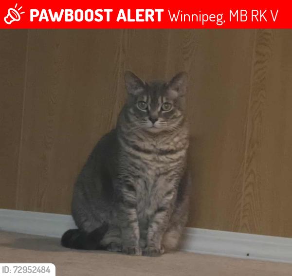Lost Female Cat last seen Consol Ave & Louelda St , Winnipeg, MB R2K 1V1