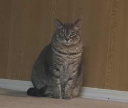 Lost Female Cat last seen Consol Ave & Louelda St , Winnipeg, MB R2K 1V1