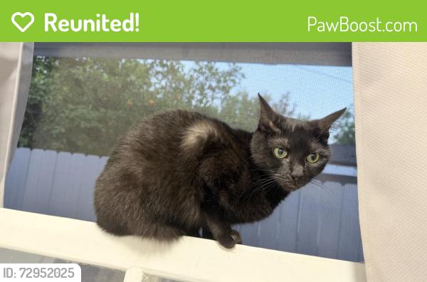 Reunited Female Cat last seen Kinghurst Rd, Huntington Rd, San Marino, CA 91108