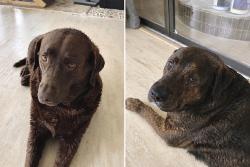 Reunited Male Dog last seen Edgecombe Road, Spartanburg, SC 29307