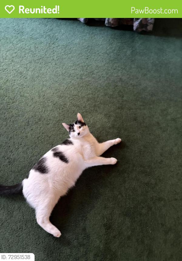 Reunited Female Cat last seen TAB baseball field , Torrance, CA 90505