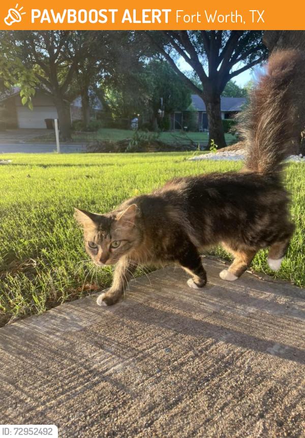 Found/Stray Unknown Cat last seen Near Hawthorn Lane, Fort Worth, TX 76137