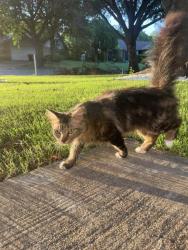 Found/Stray Unknown Cat last seen Near Hawthorn Lane, Fort Worth, TX 76137