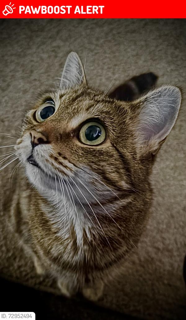 Lost Female Cat last seen Saint Mathias school , West Midlands, England WV1 2PT