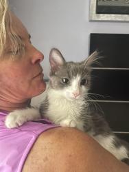 Lost Female Cat last seen San Felipe and 87th Street, Scottsdale, AZ 85258