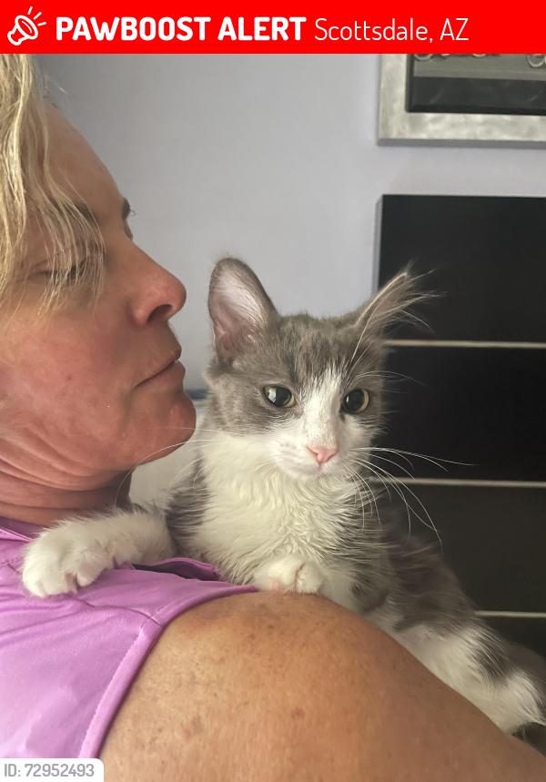 Lost Female Cat last seen San Felipe and 87th Street, Scottsdale, AZ 85258