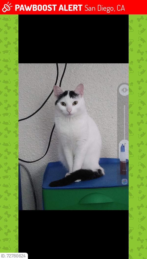 Lost Female Cat last seen Food4Less (front parking lot), San Diego, CA 92115