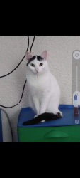 Lost Female Cat last seen Food4Less (front parking lot), San Diego, CA 92115