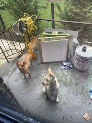 Reunited Female Dog last seen Glenwood Neighborhood , Chattanooga, TN 37404