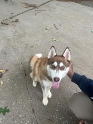 Reunited Unknown Dog last seen Roaming in the Crickentree Neighborhood Blythewood, Richland County, SC 29016