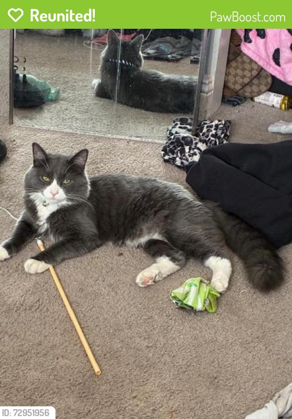 Reunited Male Cat last seen Near Soda Ash Ave, Las Vegas, NV 89110, USA, Las Vegas, NV 89110