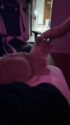 Reunited Male Cat last seen hartel ave, Philadelphia, PA 19136