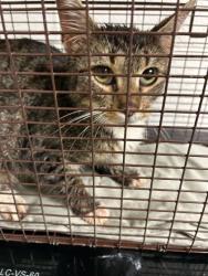Shelter Stray Female Cat last seen Knoxville, TN 37920, Knoxville, TN 37919