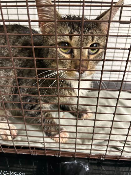 Shelter Stray Female Cat last seen Knoxville, TN 37920, Knoxville, TN 37919