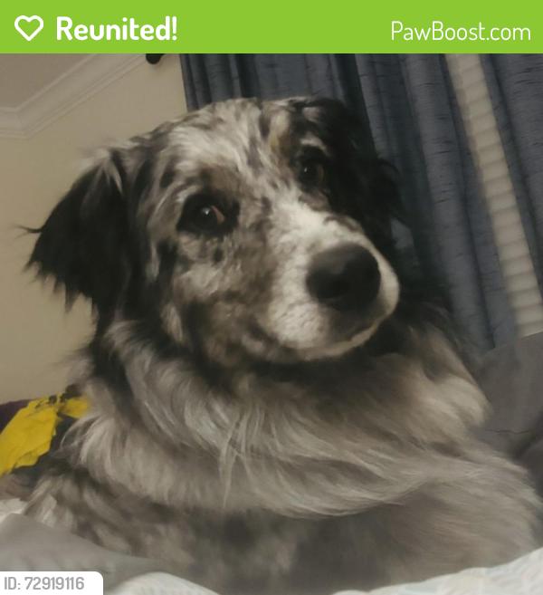 Reunited Male Dog last seen Ritter Park, Huntington, WV 25701