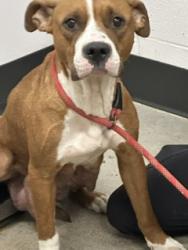 Shelter Stray Female Dog last seen Bloomfield Township, OH 45685, Cleveland, OH 44102