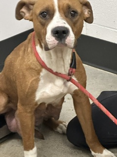 Shelter Stray Female Dog last seen Bloomfield Township, OH 45685, Cleveland, OH 44102