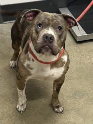 Shelter Stray Female Dog last seen Cleveland, OH 44102, Cleveland, OH 44102