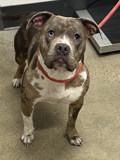 Shelter Stray Female Dog last seen Cleveland, OH 44102, Cleveland, OH 44102