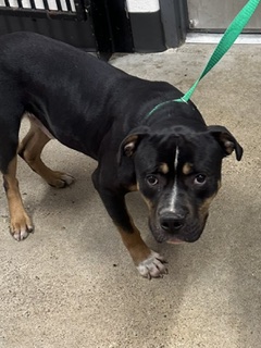 Shelter Stray Male Dog last seen Cleveland, OH 44102, Cleveland, OH 44102