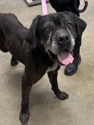 Shelter Stray Female Dog last seen Cleveland, OH 44103, Cleveland, OH 44102